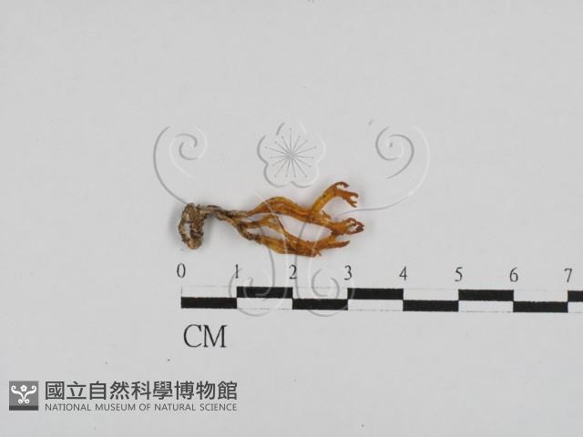 登錄號:F0028707藏品圖，第1張