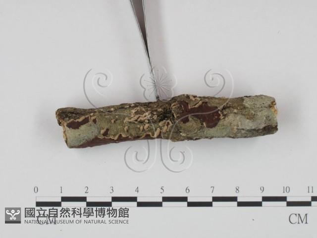 登錄號:F0018707藏品圖，第1張
