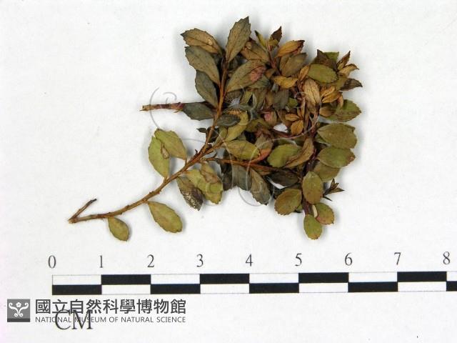 登錄號:F0020707藏品圖，第1張