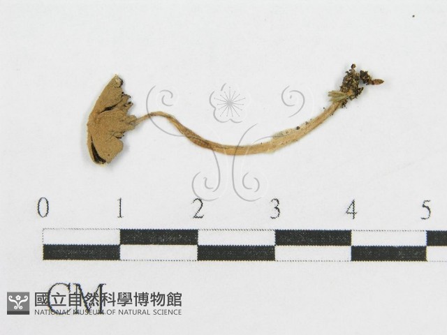 登錄號:F0010707藏品圖，第1張
