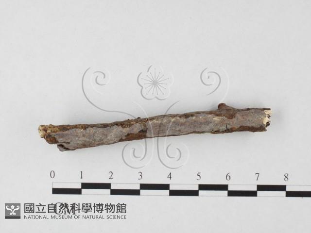 登錄號:F0026707藏品圖，第1張
