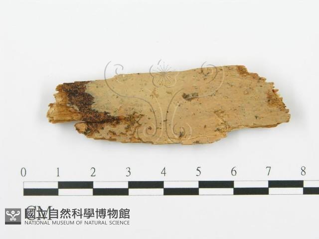 登錄號:F0016707藏品圖，第1張