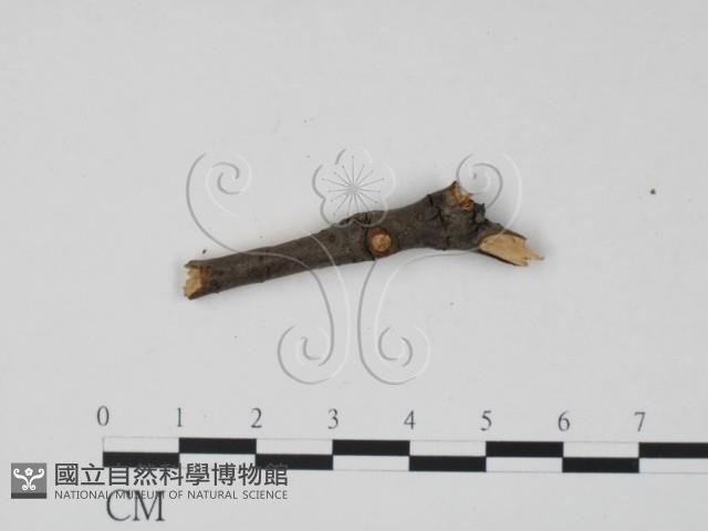登錄號:F0011707藏品圖，第1張