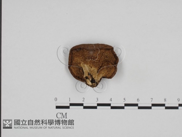 寬鱗多孔菌藏品圖，第1張