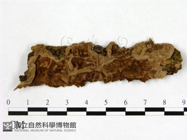顯絲菌屬藏品圖，第1張