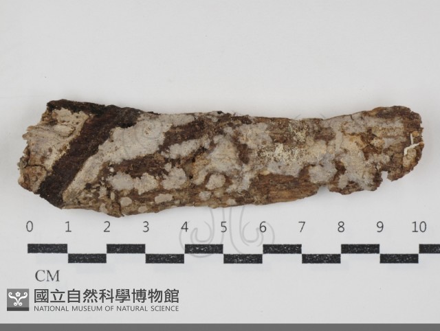 刺皮菌屬藏品圖，第1張
