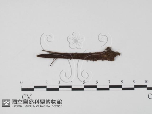 登錄號:F0002707藏品圖，第1張