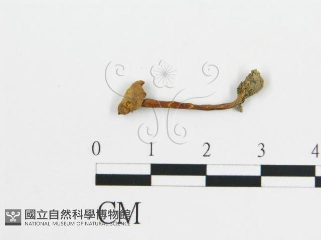 登錄號:F0012707藏品圖，第1張