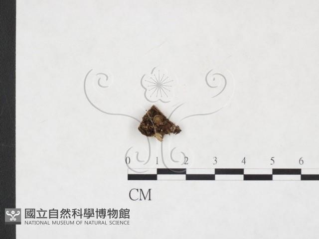 登錄號:F0007707藏品圖，第1張