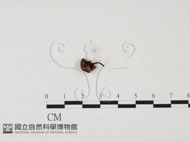 登錄號:F0025707藏品圖，第1張