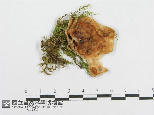 登錄號:F0015707藏品圖，第1張