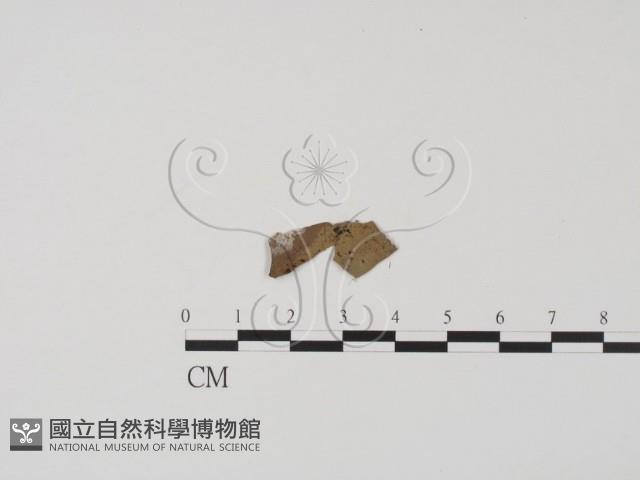 登錄號:F0019707藏品圖，第1張