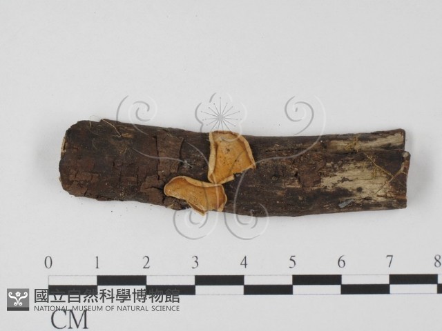 登錄號:F0003707藏品圖，第1張