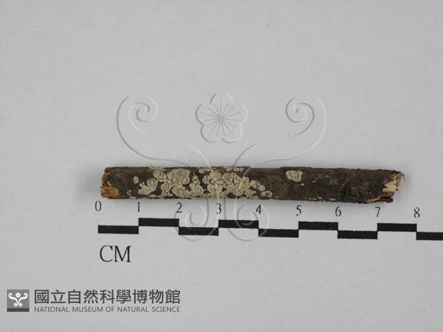 登錄號:F0000507藏品圖，第1張