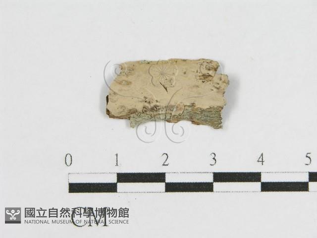登錄號:F0010507藏品圖，第1張