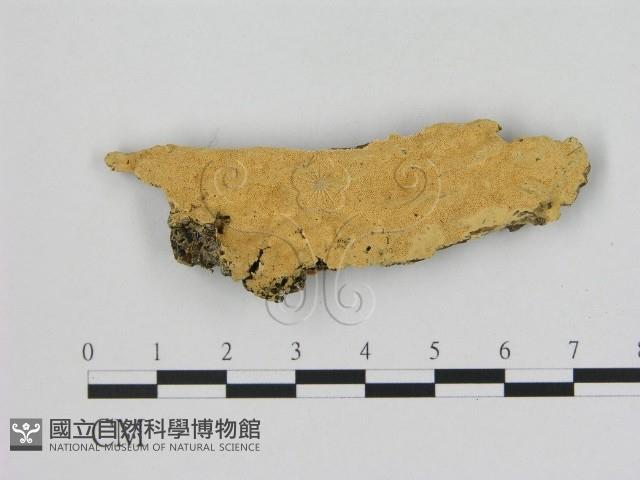 登錄號:F0006507藏品圖，第1張