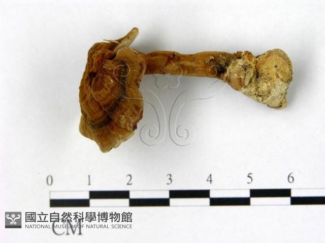 登錄號:F0016507藏品圖，第1張