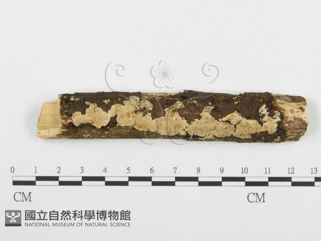 齒耳菌屬藏品圖，第1張