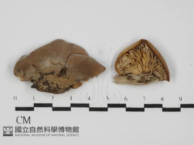 登錄號:F0031507藏品圖，第1張