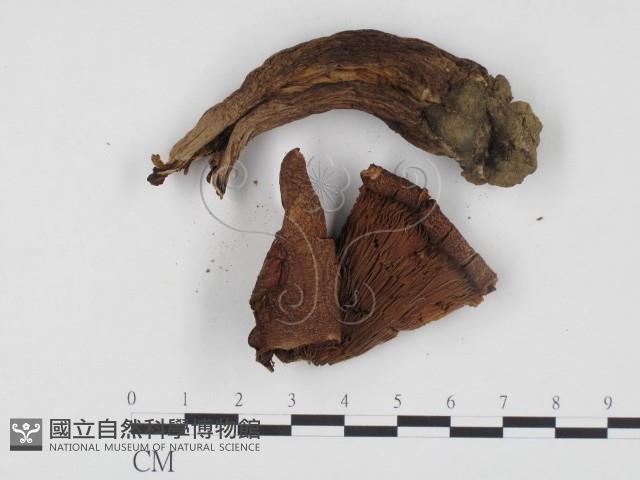 登錄號:F0024507藏品圖，第1張