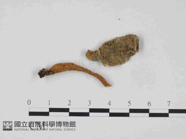 登錄號:F0014507藏品圖，第1張