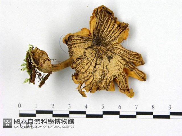 登錄號:F0022507藏品圖，第1張