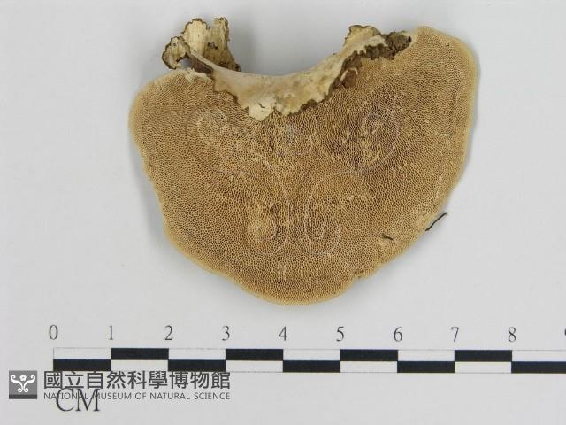 登錄號:F0012507藏品圖，第1張