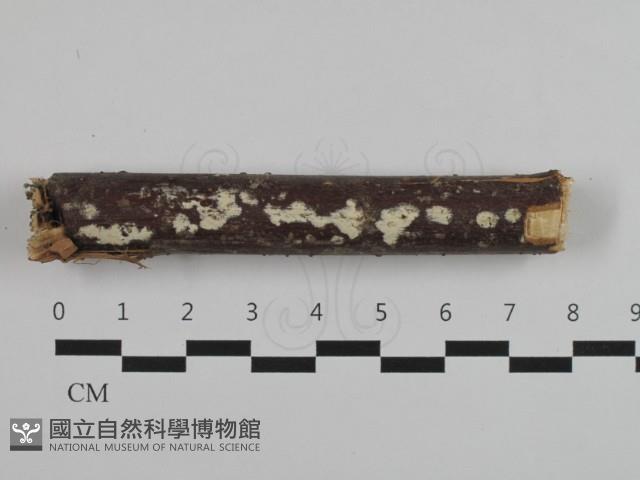 登錄號:F0032507藏品圖，第1張