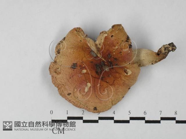 登錄號:F0027507藏品圖，第1張