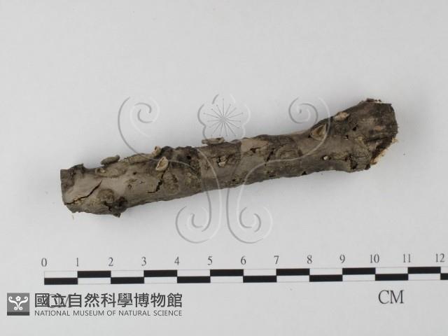 登錄號:F0025507藏品圖，第1張