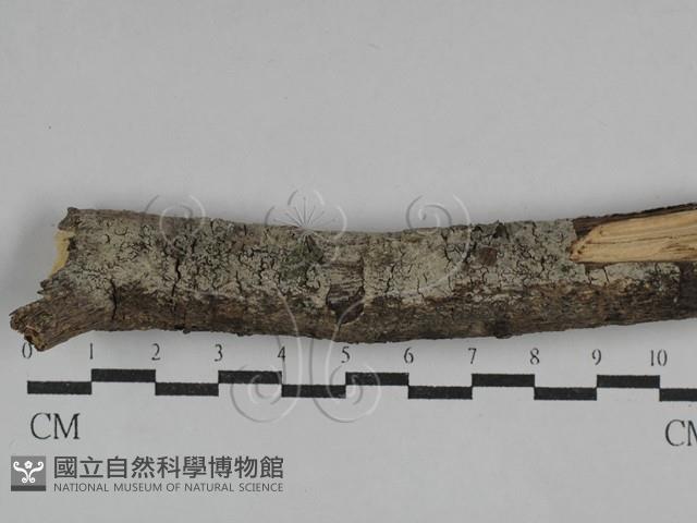 登錄號:F0029507藏品圖，第1張