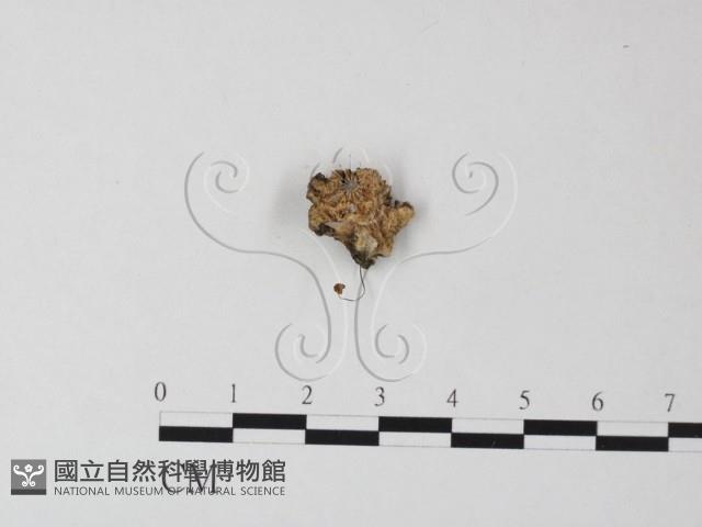 登錄號:F0023507藏品圖，第1張