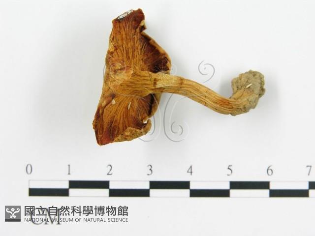 登錄號:F0003507藏品圖，第1張