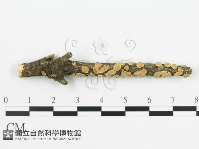 登錄號:F0013507藏品圖，第1張