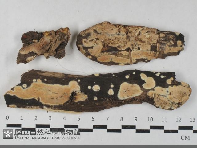 登錄號:F0033507藏品圖，第1張