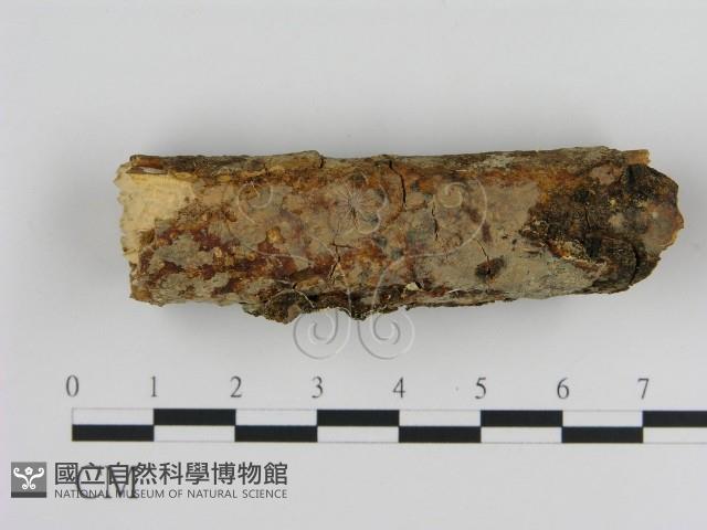 登錄號:F0020107藏品圖，第1張