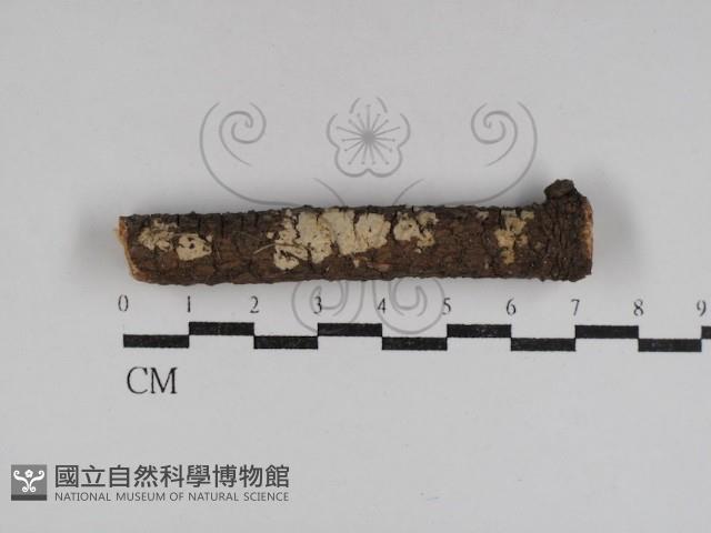 登錄號:F0031107藏品圖，第1張