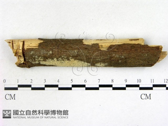 登錄號:F0022107藏品圖，第1張