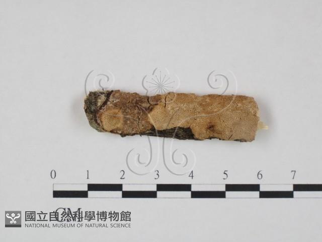 登錄號:F0012107藏品圖，第1張