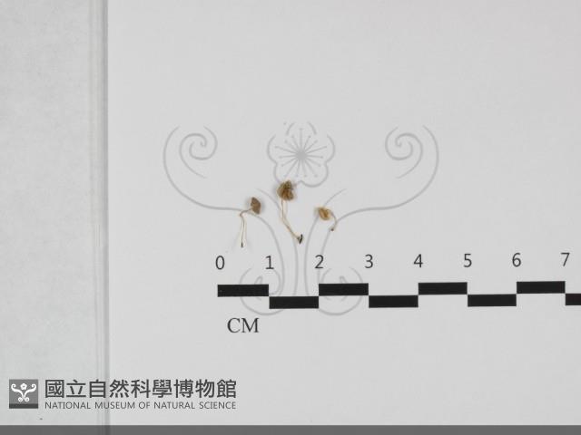 雙蓋蕨小菇藏品圖，第1張