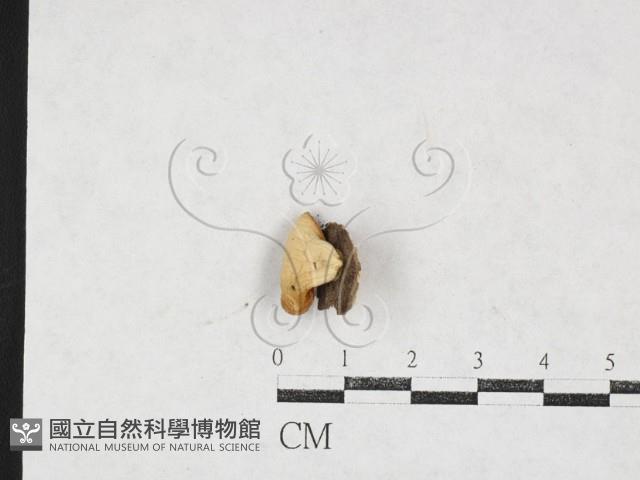 登錄號:F0027107藏品圖，第1張