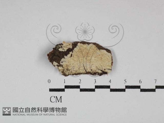 登錄號:F0030007藏品圖，第1張