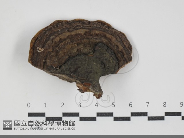 黃荊桑黃藏品圖，第1張