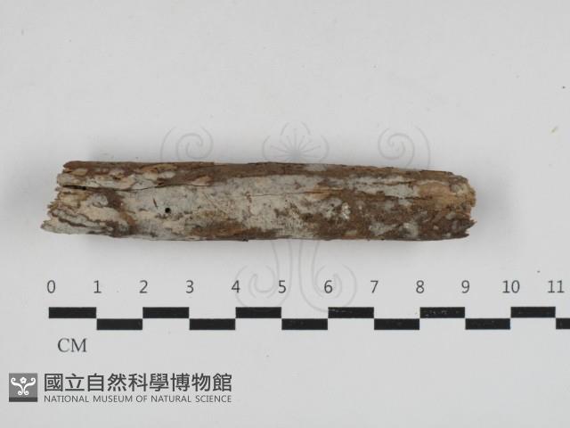 登錄號:F0033007藏品圖，第1張