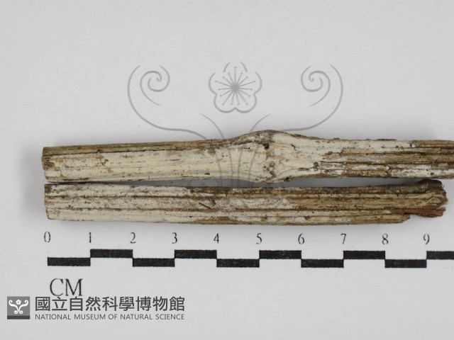 登錄號:F0030307藏品圖，第1張