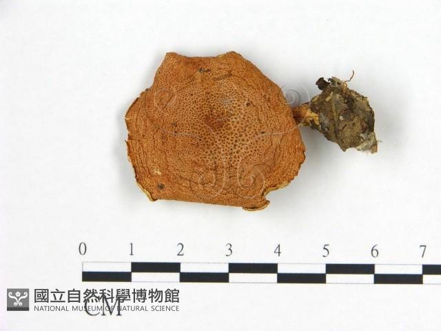 登錄號:F0016307藏品圖，第1張