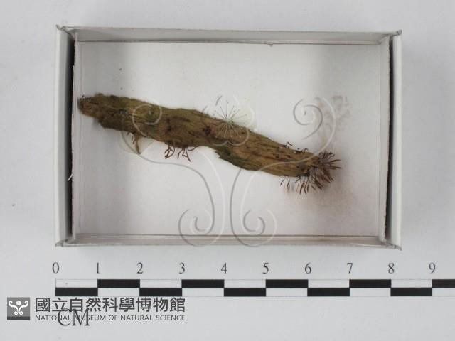 登錄號:F0021307藏品圖，第1張