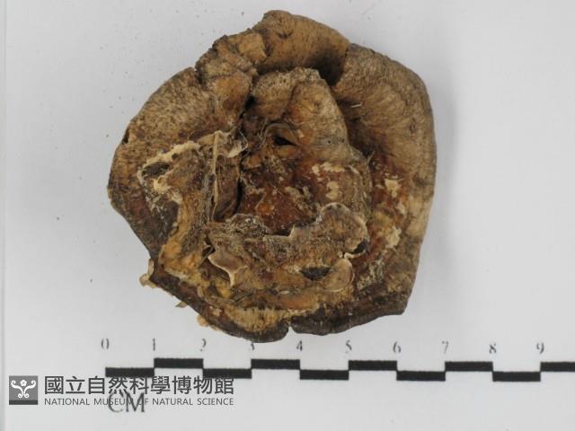 登錄號:F0031307藏品圖，第1張