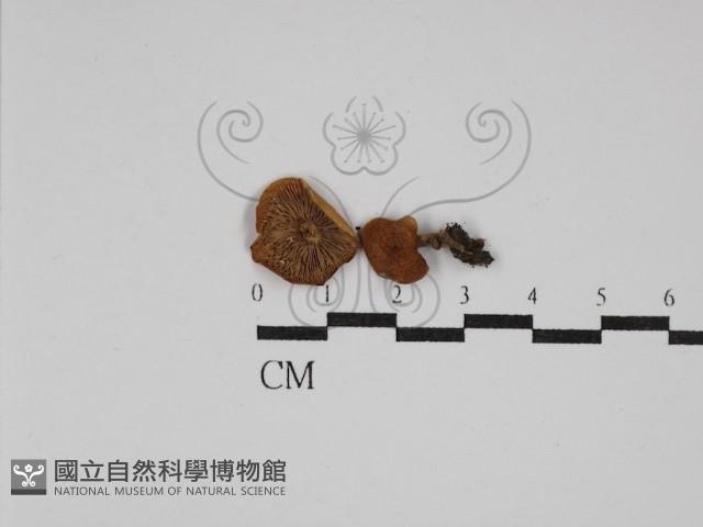 登錄號:F0024307藏品圖，第1張