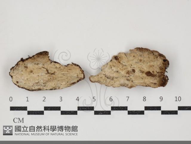 薄孔菌屬藏品圖，第1張